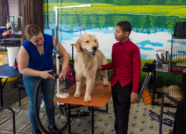 Tomara Twigg owner of Pastiche Kennels, her son Edwin and a Golden Retriever Fresno AKC show grooming