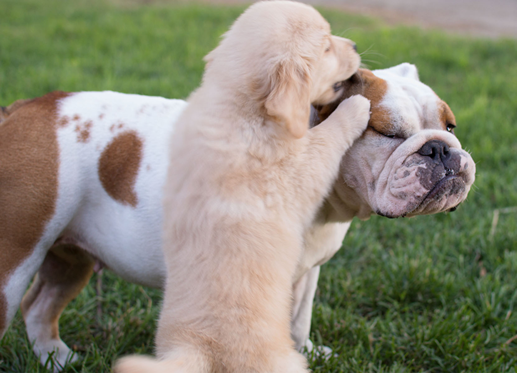 A Golden Retriever puppy playfully biting the ear of an English Bulldog