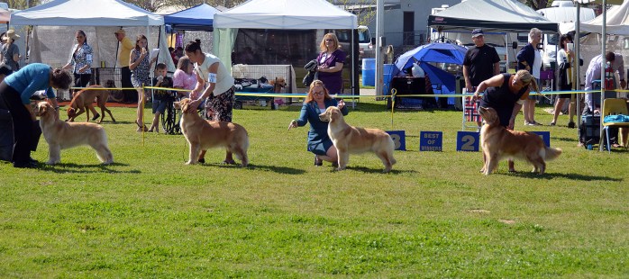 Elsa, a Golden Retriever being shown in ring handled by Tomara Twigg