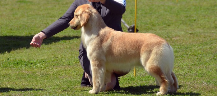 Elsa, a Golden Retriever AKC show standing in ring handled by Tomara Twigg