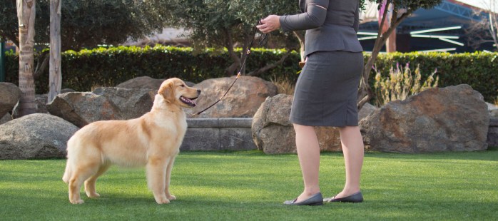 Elsa, a Golden Retriever AKC show standing in grass handled by Tomara Twigg