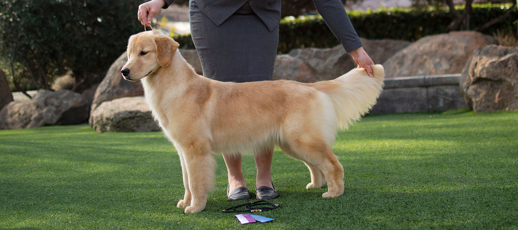 Elsa, a Golden Retriever standing on grass winner AKC Fresno handled by Tomara Twigg