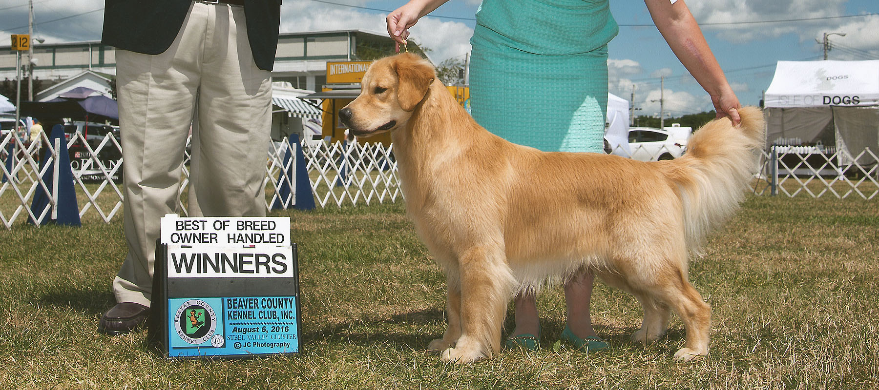 Falkor, a Golden retriever best of breed winner AKC handled by Tomara Twigg
