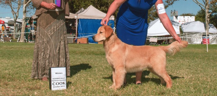 Falkor, a Golden Retriever winner AKC handled by Tomara Twigg owner of Pastiche Kennels Fresno County