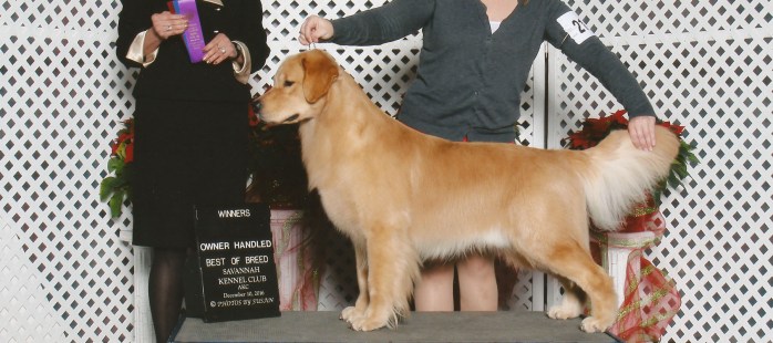 Falkor, a Golden Retriever winners AKC handled by Tomara Twigg owner of Pastiche Kennels Fresno County