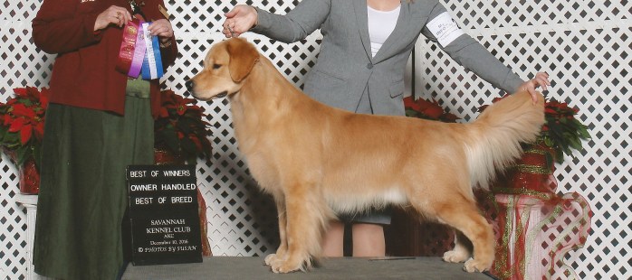 Falkor, a Golden Retriever best of winners AKC handled by Tomara Twigg owner of Pastiche Kennels Fresno County