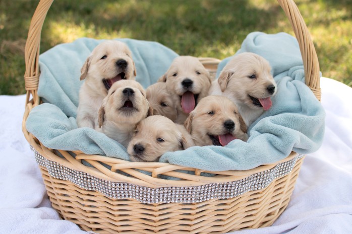 Golden Retriever puppies in a basket in the grass