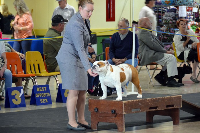 Isabella, an English Bulldog AKC show standing on box handled by Tomara Twigg
