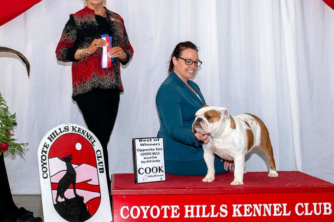 Isabella, an English Bulldog AKC best of show winners handled by Tomara Twigg