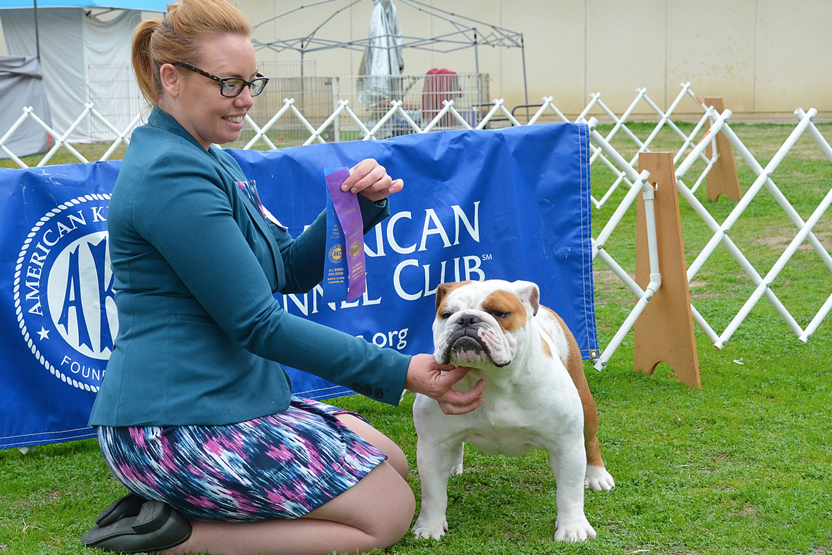 Isabella, an English Bulldog Hanford AKC show winner handled by Tomara Twigg