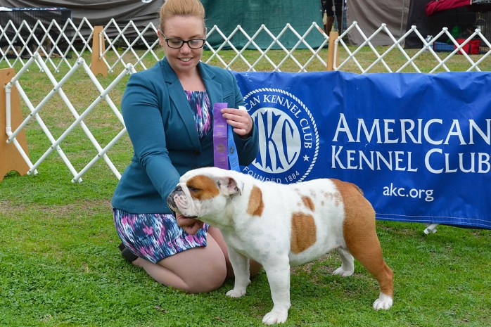 Isabella, an English Bulldog AKC show winner handled by Tomara Twigg