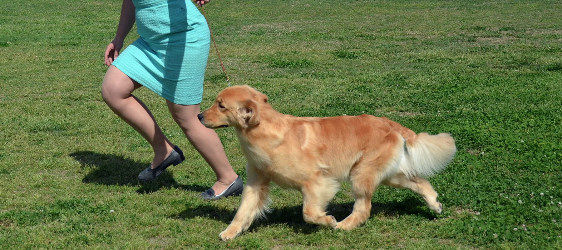 Luna, a Golden Retriever AKC running handled by Tomara Twigg owner of Pastiche Kennels Fresno County