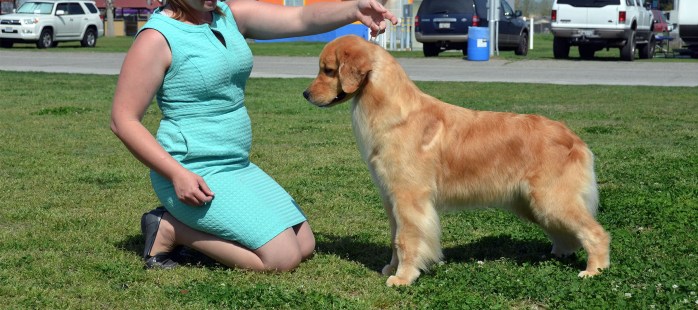 Luna, a Golden Retriever AKC standing handled by Tomara Twigg owner of Pastiche Kennels Fresno County