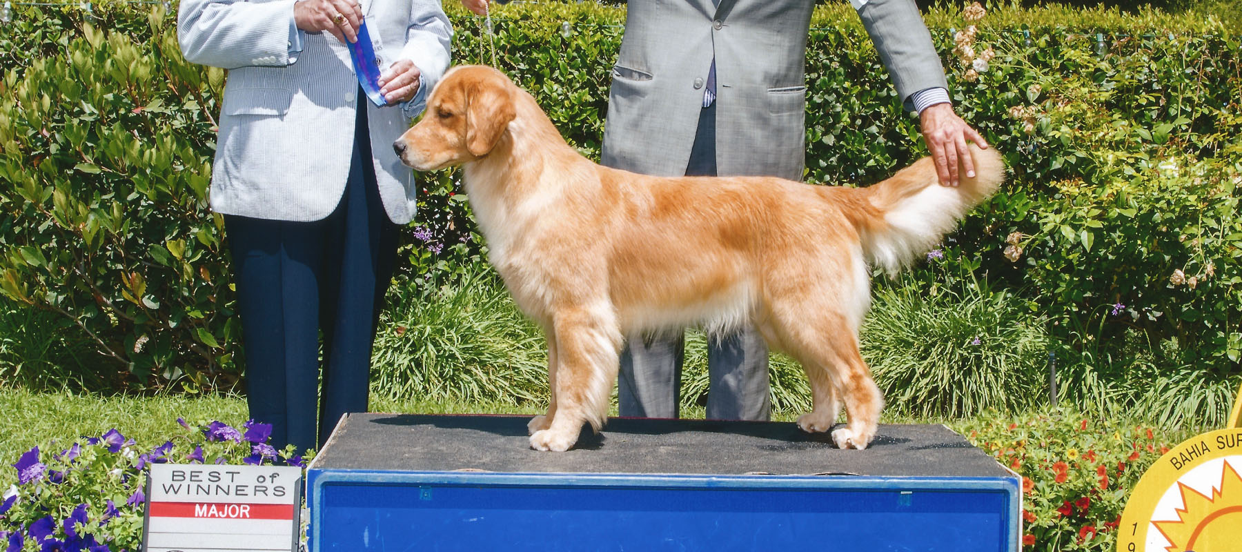 Nika, a Golden Retriever best of winners AKC handled by Tomara Twigg