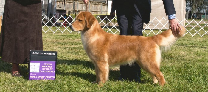 Nika, a Golden Retriever best of winners AKC handled by Tomara Twigg