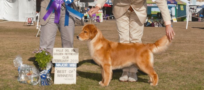 Nika, a Golden Retriever best of winners major AKC handled by Tomara Twigg