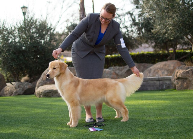 A Golden Retriever in grass with ribbons from win AKC show handled by Tomara Twigg