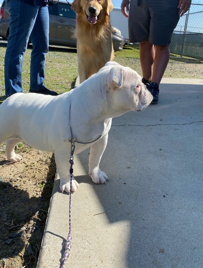 English bulldog white snow Tomara Twigg pastiche kennels on leash