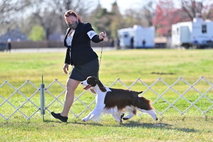 English-springer-spaniel-male-bean-tomara-twigg-handler