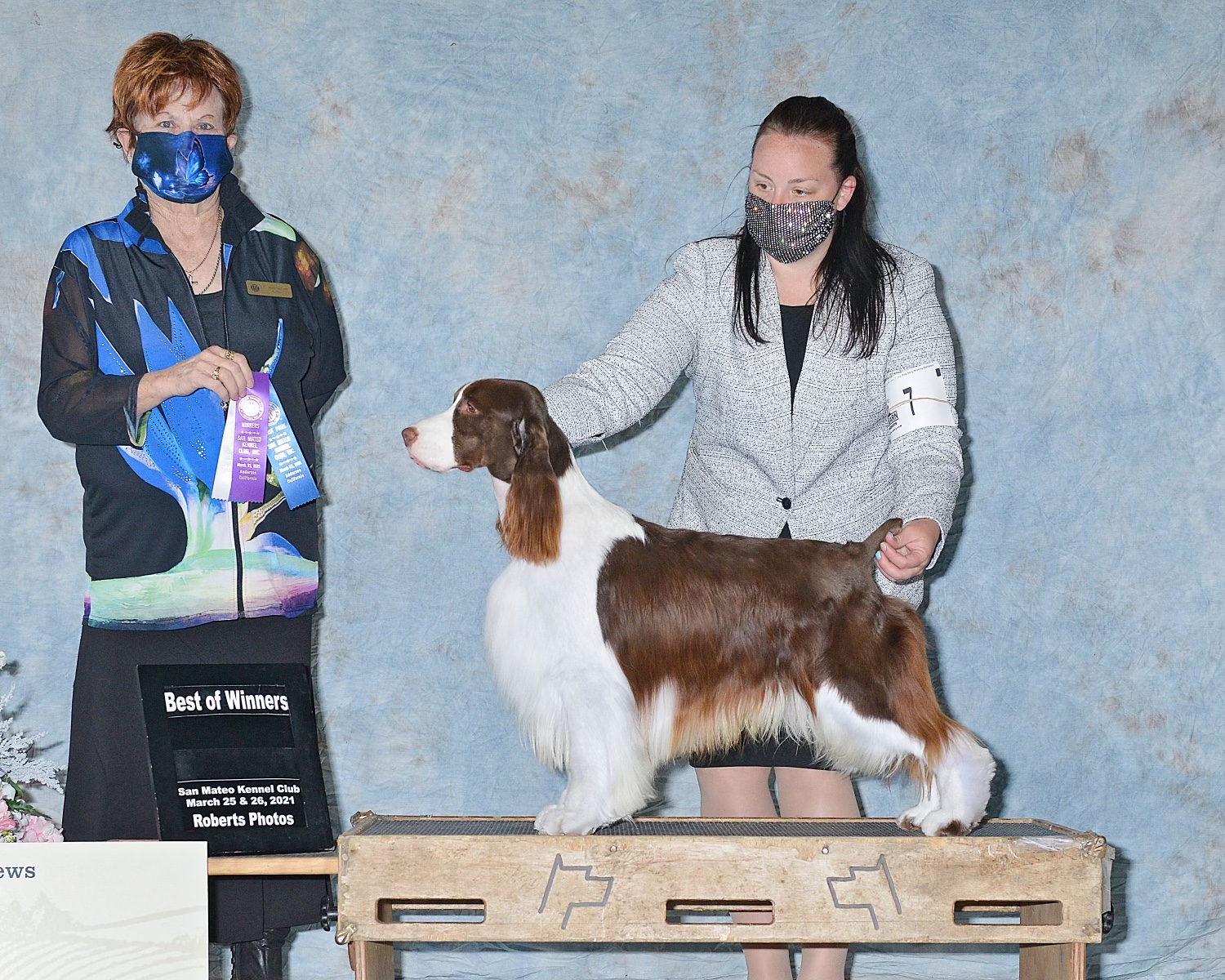 English-springer-spaniel-male-bean-tomara-twigg-dog-show