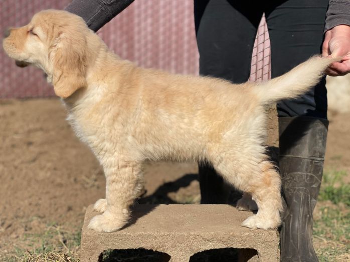 Golden retriever female puppy Tomara Twigg pastiche kennels