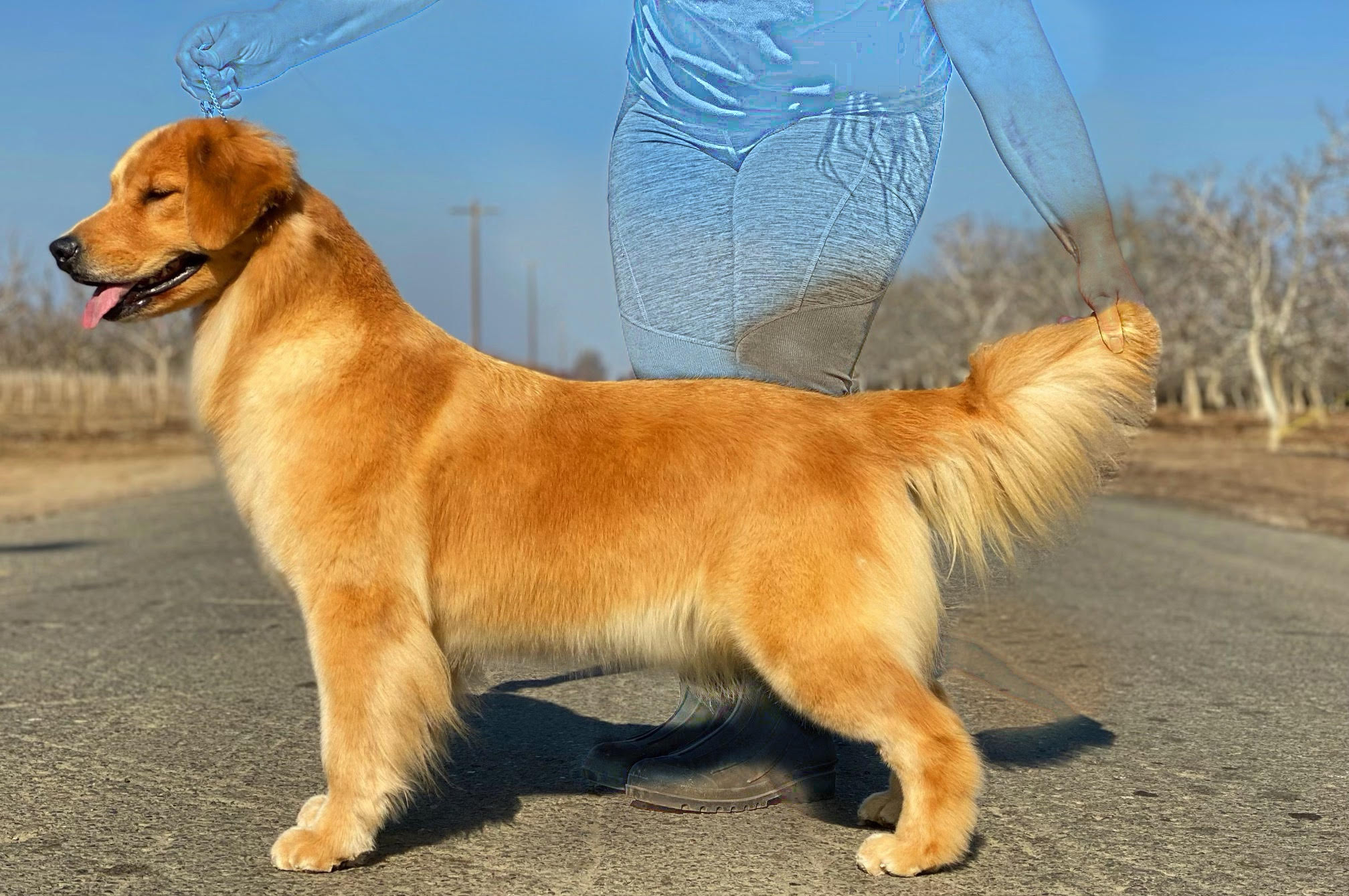 Golden retriever female future tomara Twigg pastiche kennels