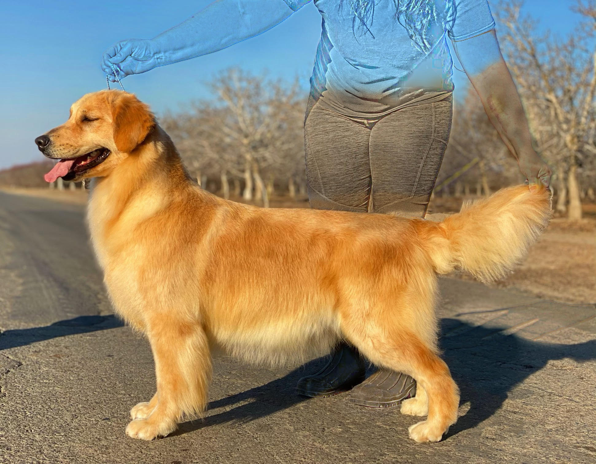 Golden retriever female gala tomara Twigg pastiche kennels