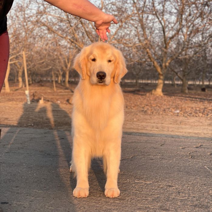 Golden retriever male six Tomara Twigg pastiche kennels front view