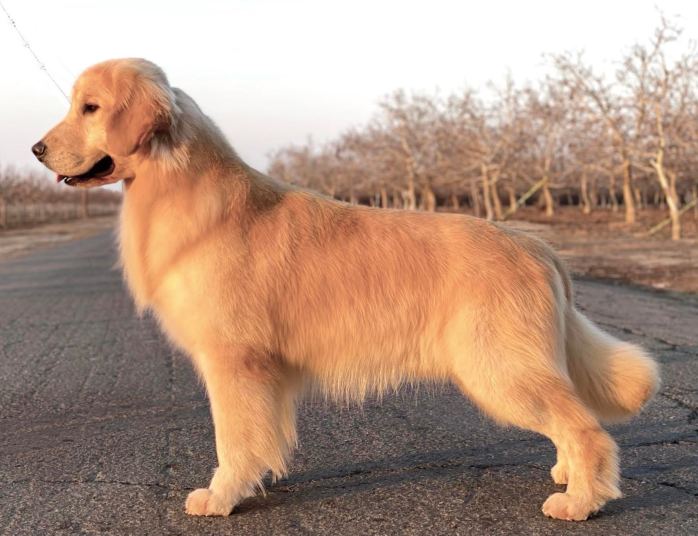 Golden retriever male six Tomara Twigg pastiche kennels side view