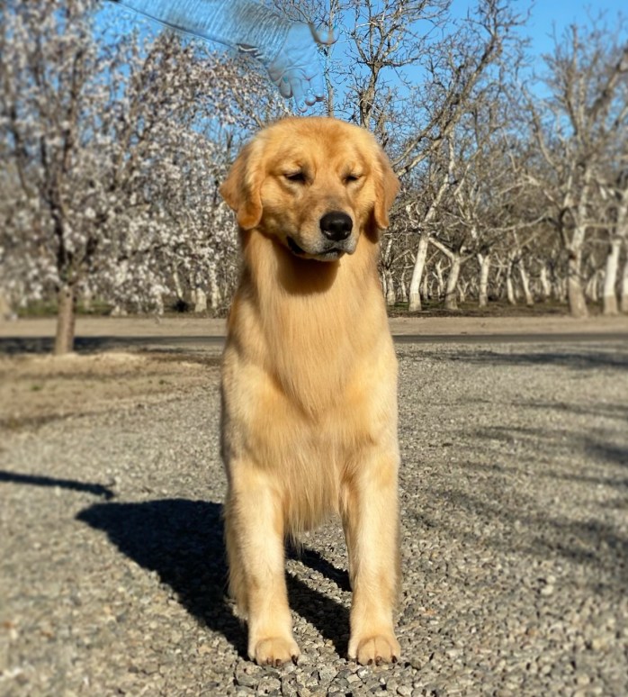 Golden retriever male tioga Tomara Twigg pastiche kennels front view