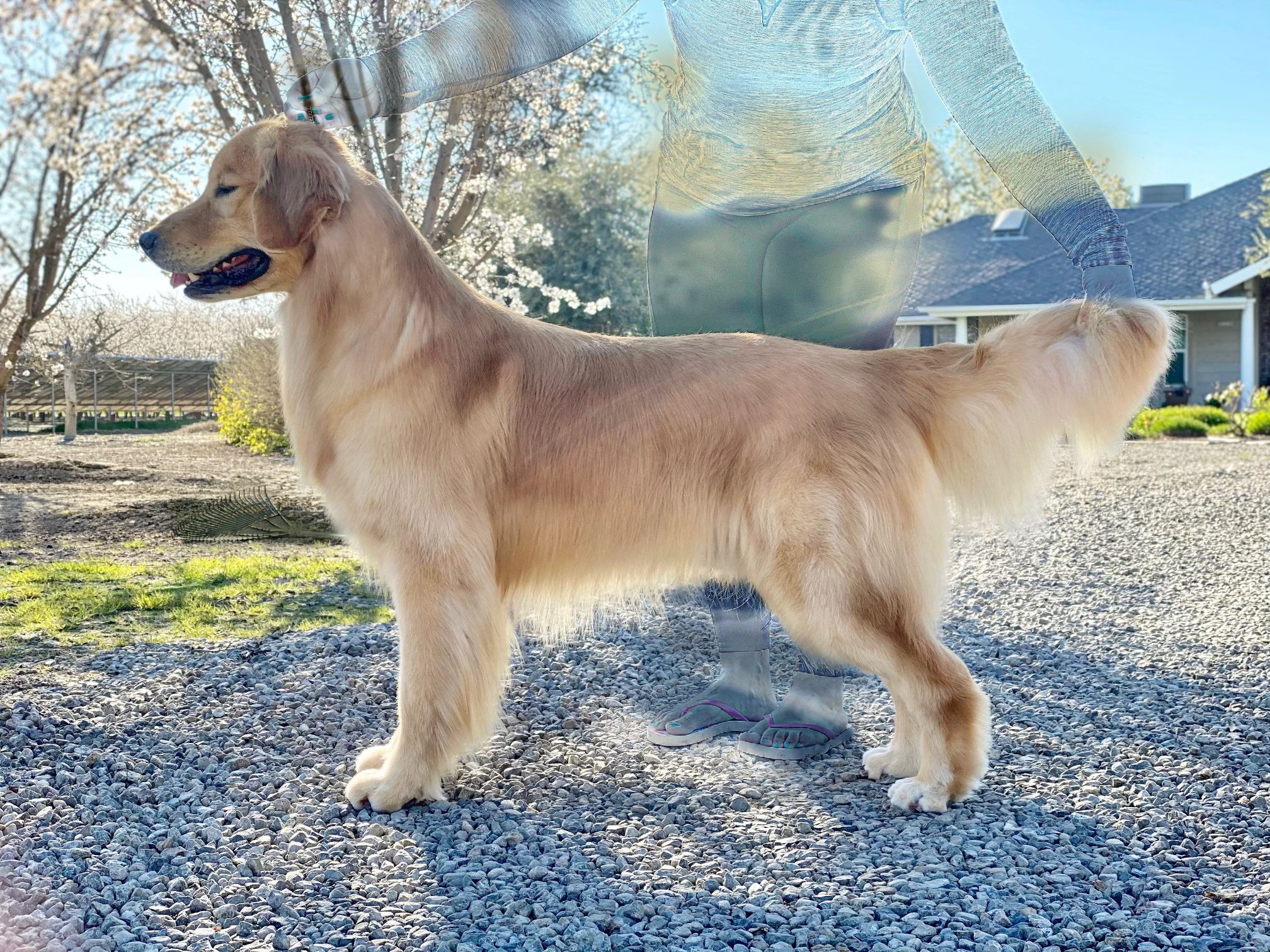 Golden retriever male tioga Tomara Twigg pastiche kennels
