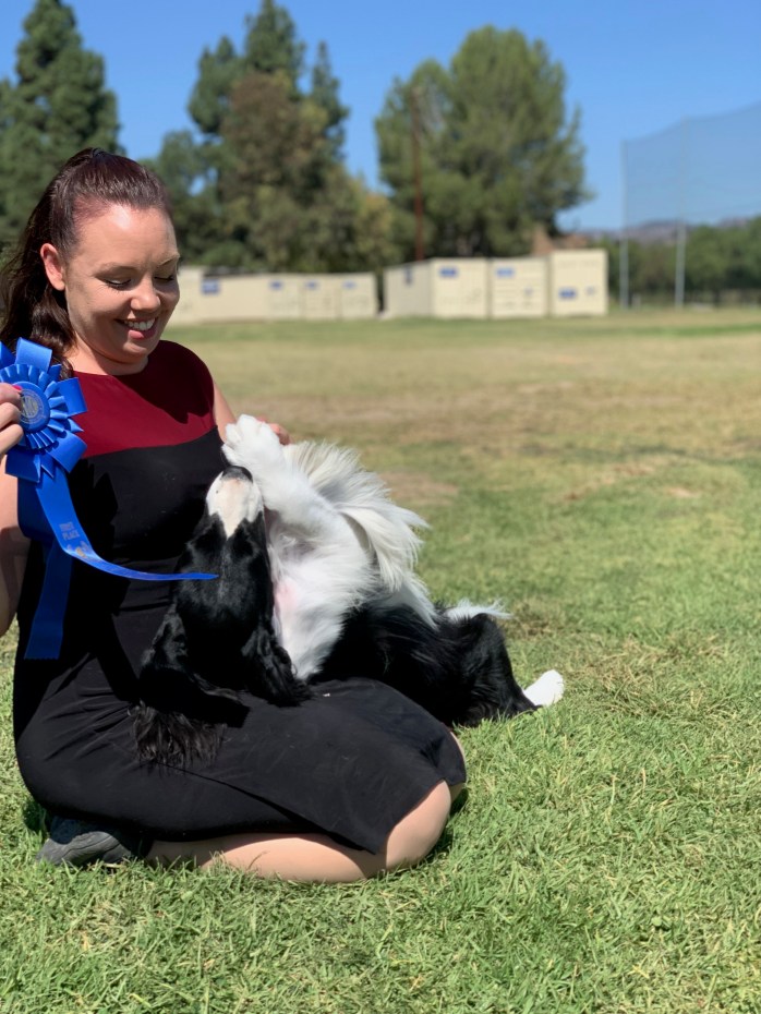English springer spaniel black Abbott Tomara Twigg ribbons
