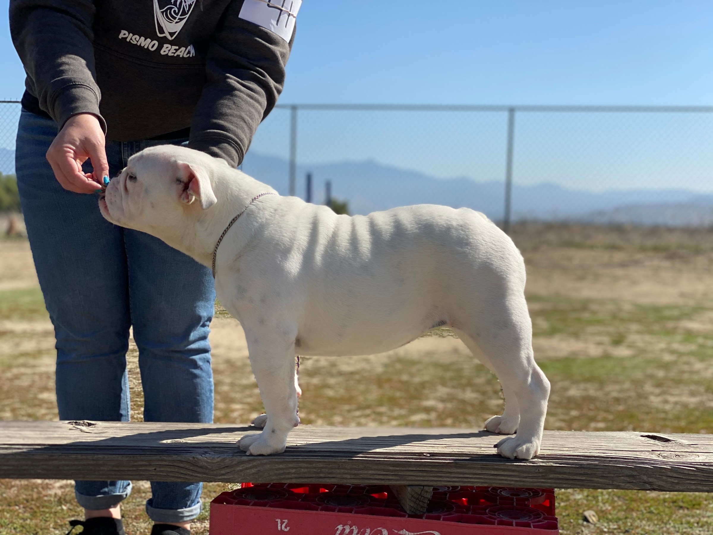 English bulldog white snow Tomara Twigg pastiche kennels