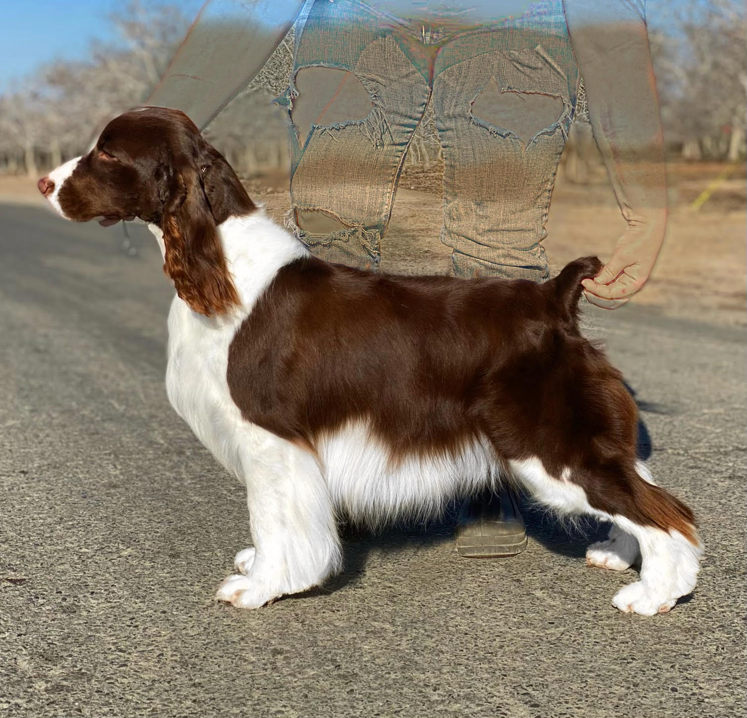 English springer spaniel female jelly Tomara Twigg pastiche kennels