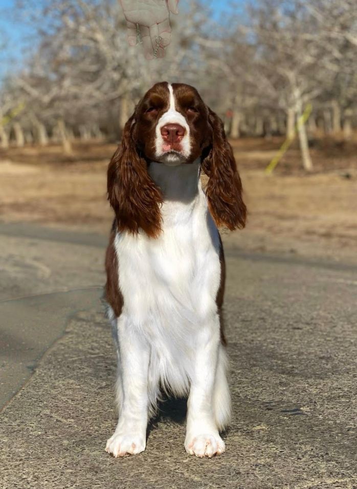 English springer spaniel jelly Tomara Twigg pastiche kennels front
