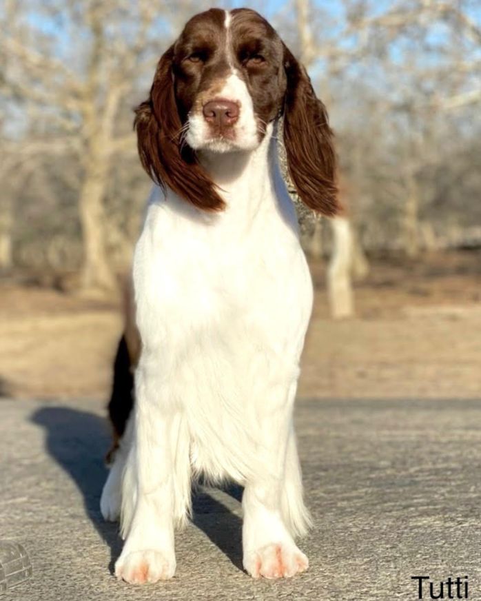 English springer spaniel female tutti Tomara Twigg pastiche kennels