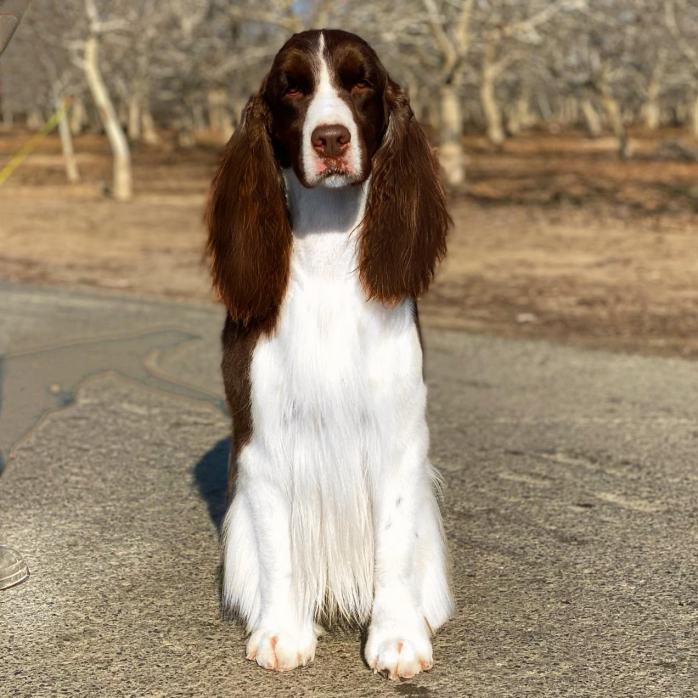 English springer spaniel brown and white Costello Tomara Twigg central California front view