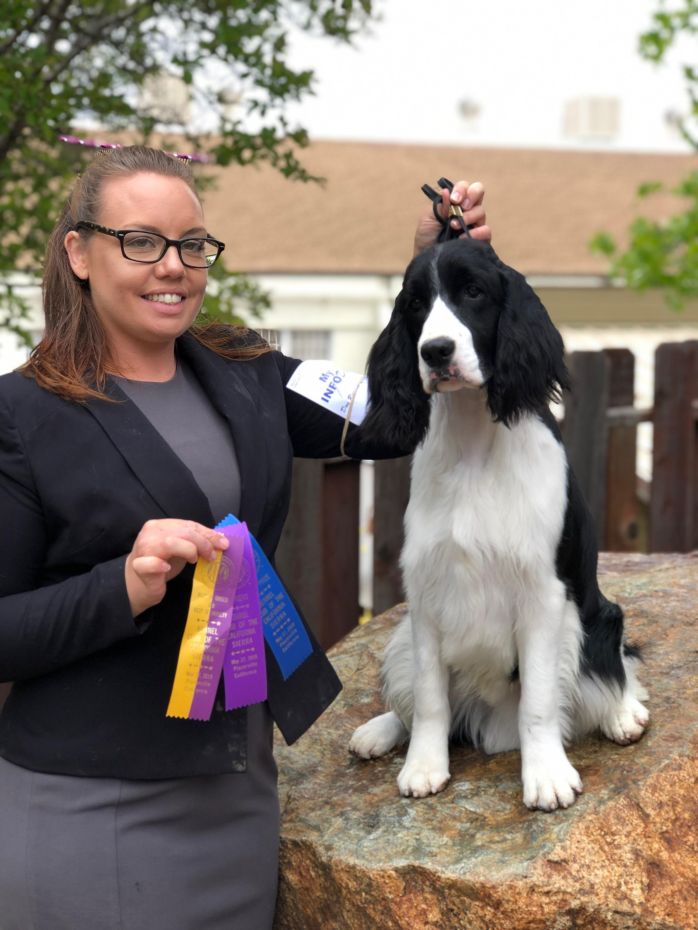 English springer spaniel black Abbott Tomara Twigg ribbons