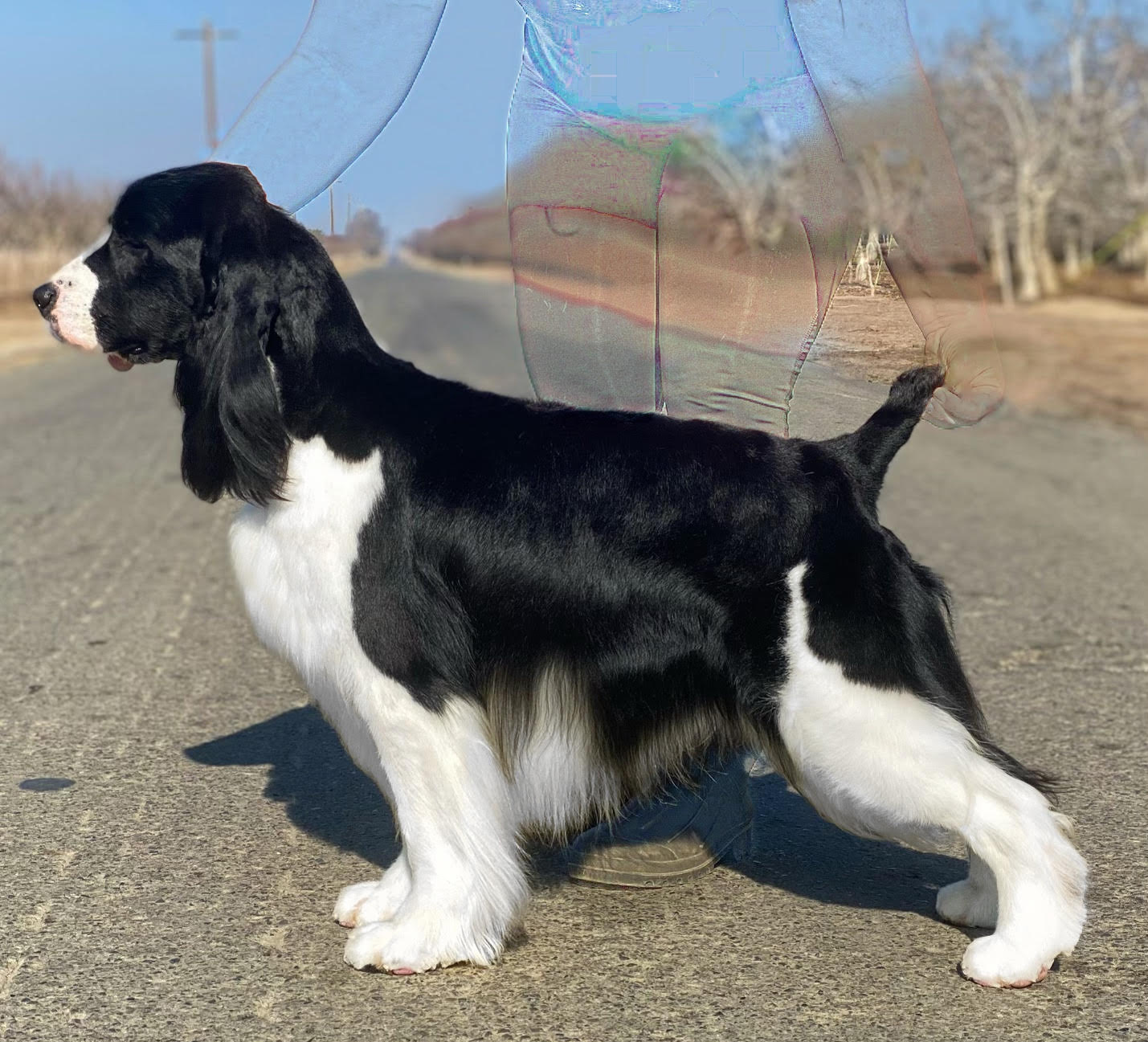English springer spaniel black abbot central California