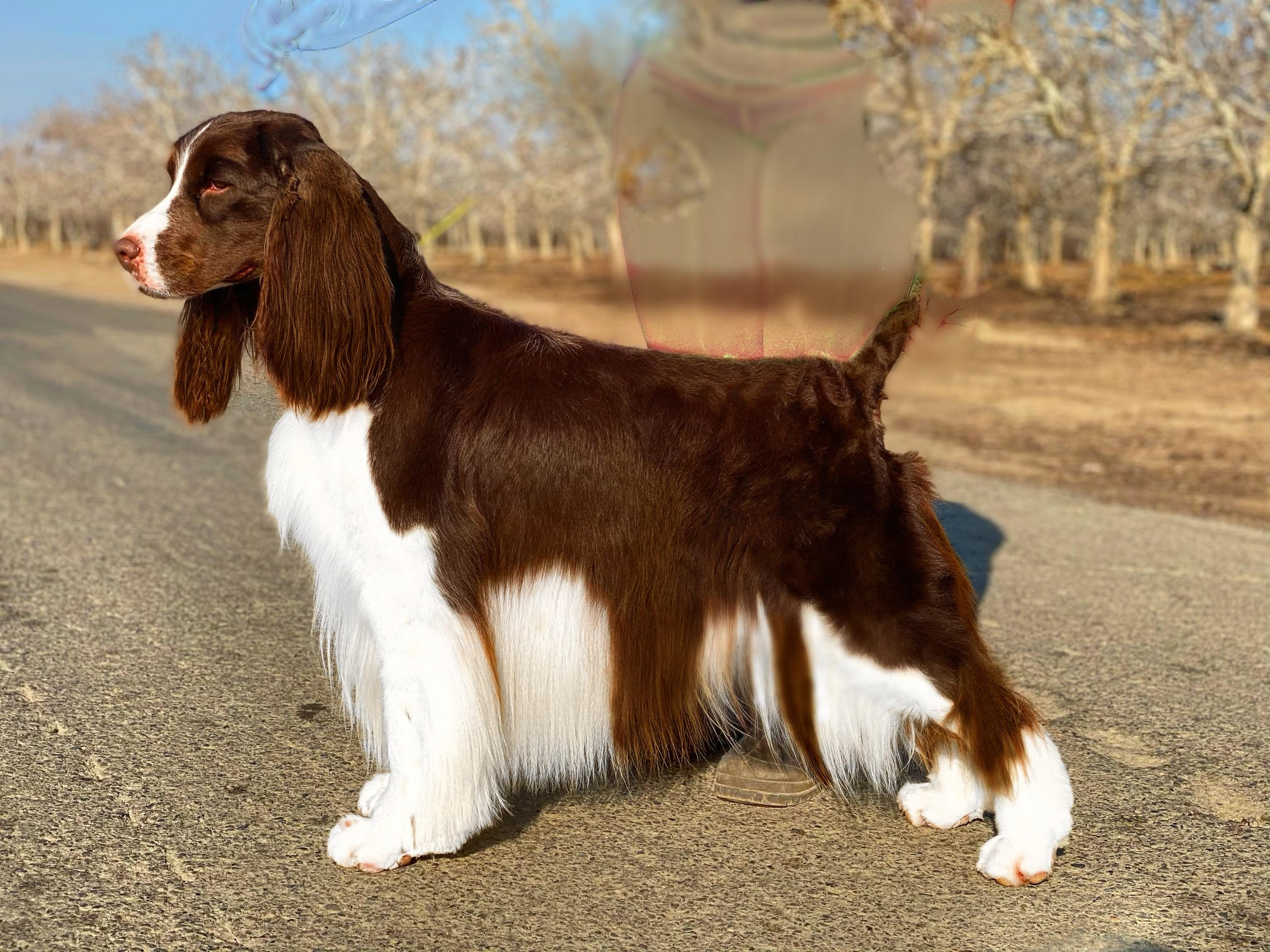 English springer spaniel brown and white Costello Tomara Twigg central California