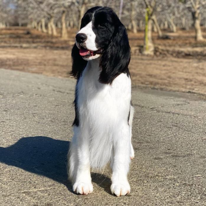 English springer spaniel black Abbott